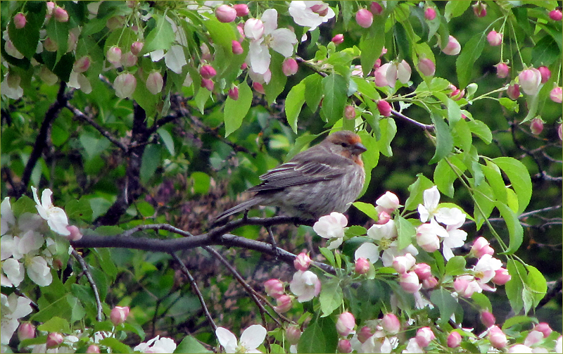 House Finch