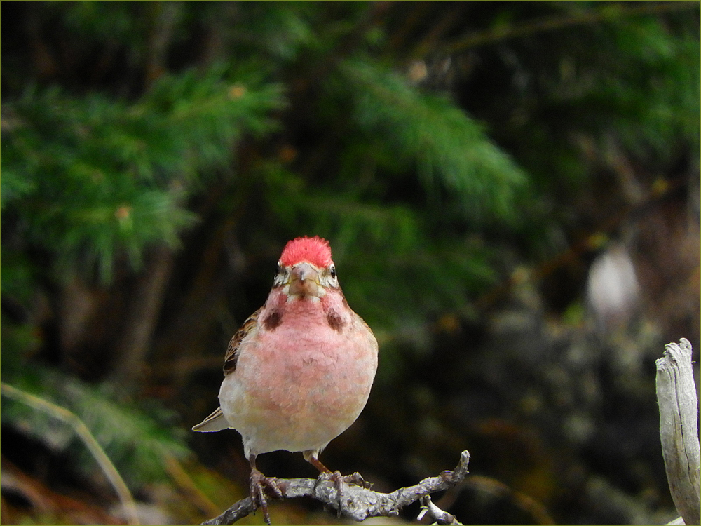 Cassin's Finch