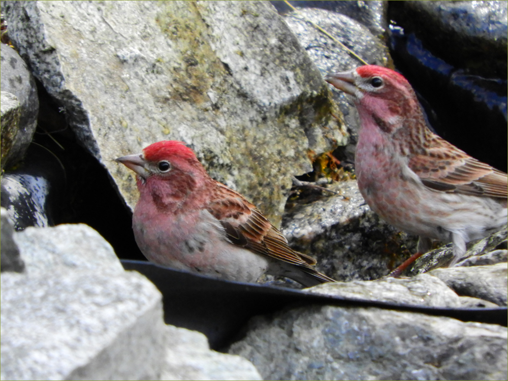 Cassin's Finch, pair