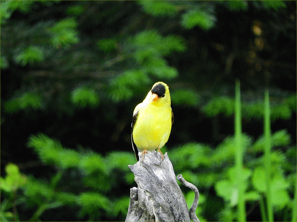 American Goldfinch (male)