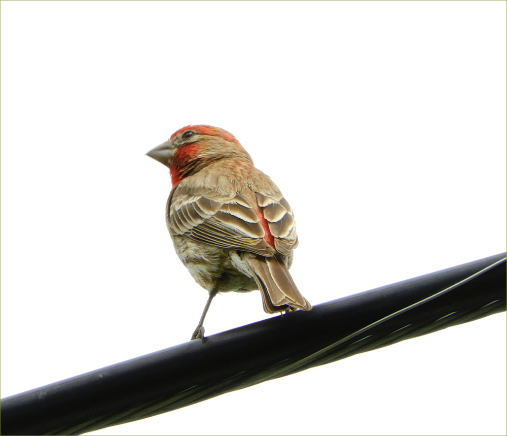 House Finch (male)