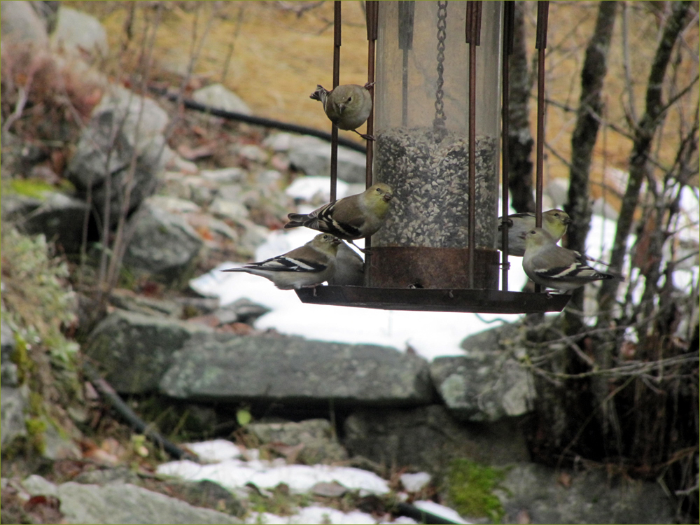 American Goldfinches