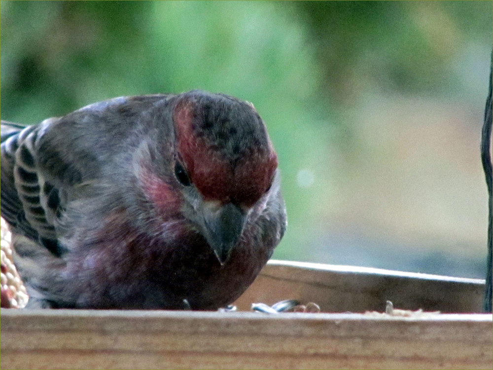 House Finch