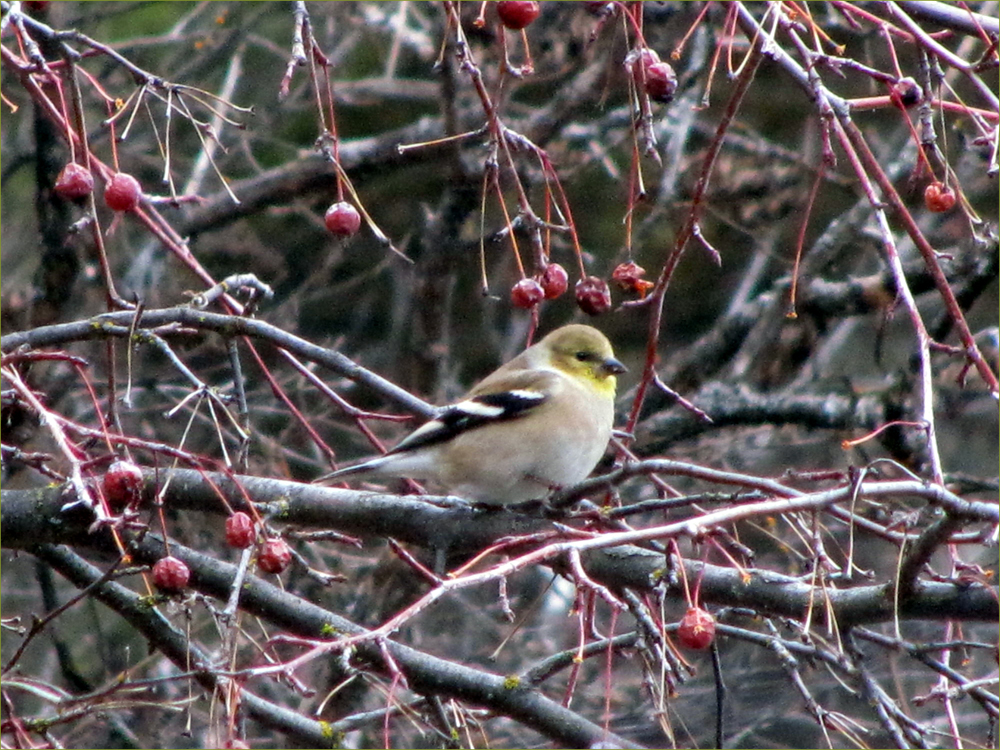 American Goldfinch