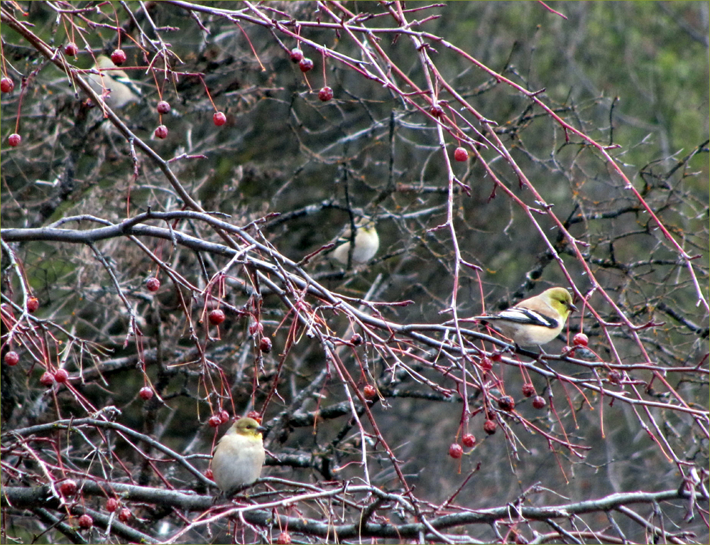 American Goldfinches