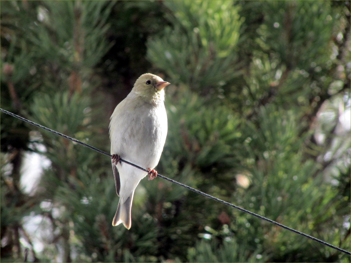American Goldfinch (female)