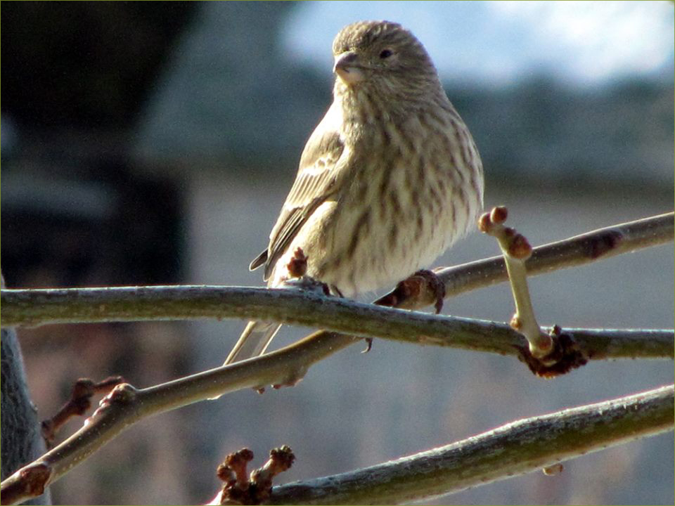 House Finch