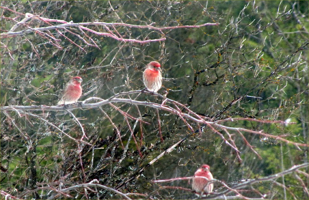 House Finch