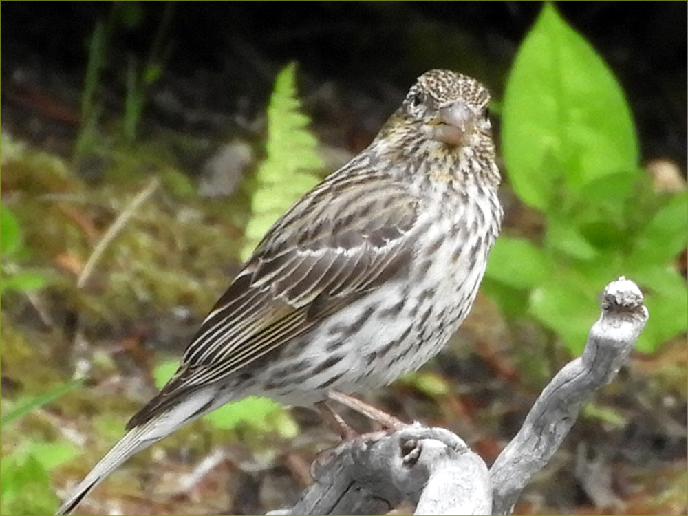 House Finch