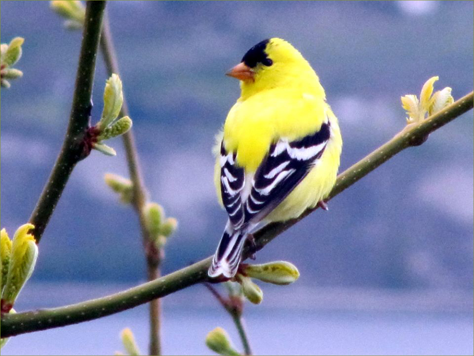 House Finch