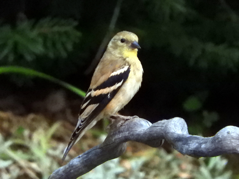 American Goldfinch (female)