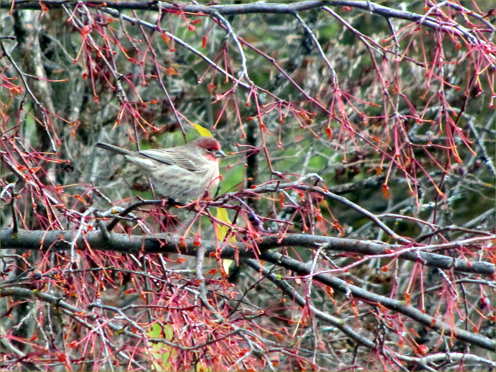 House Finch