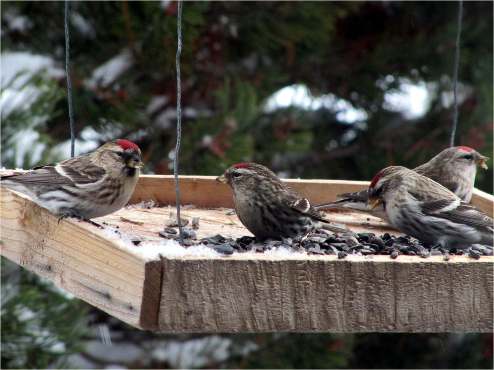 Common Redpolls