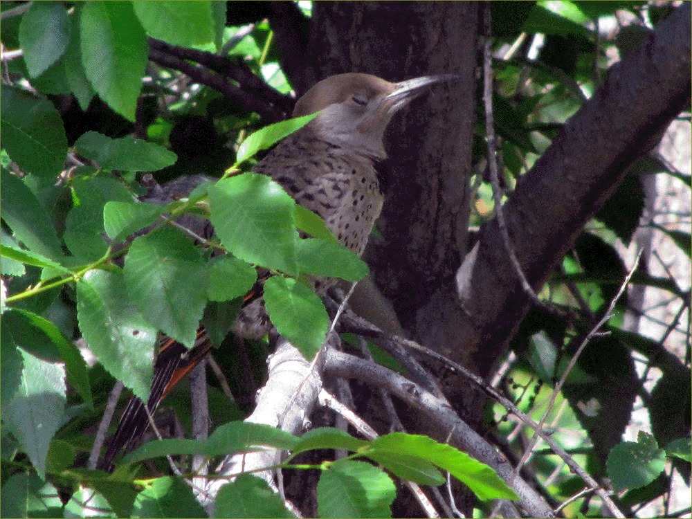Northern Flicker