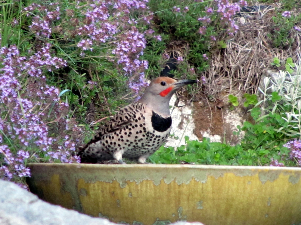 Northern Red-shafted Flicker