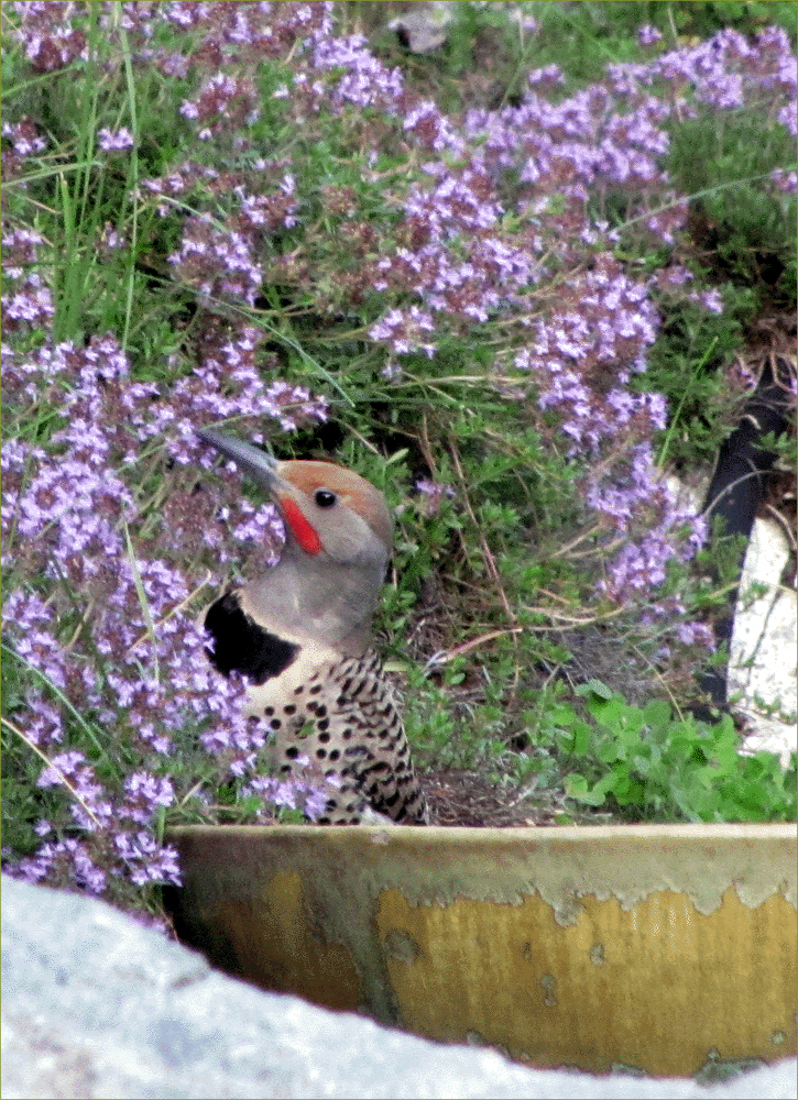 Northern Red-shafted Flicker