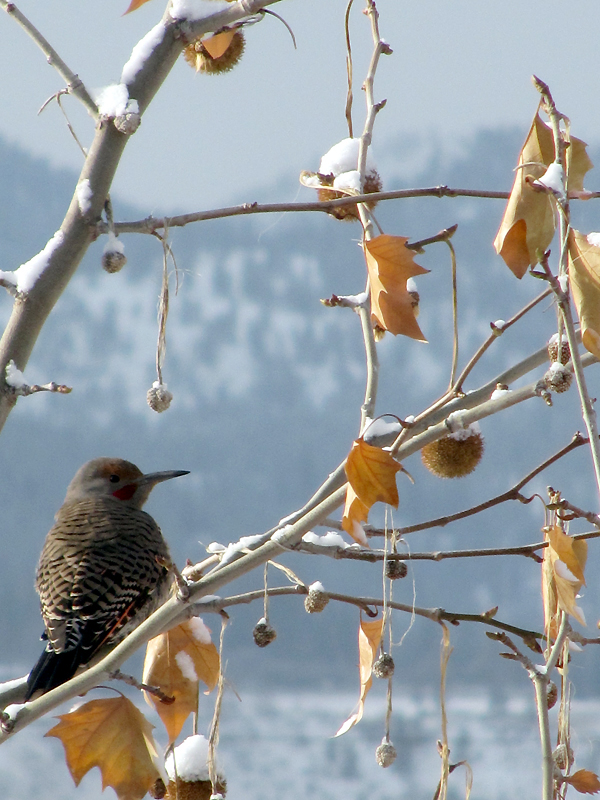 Northern Flicker