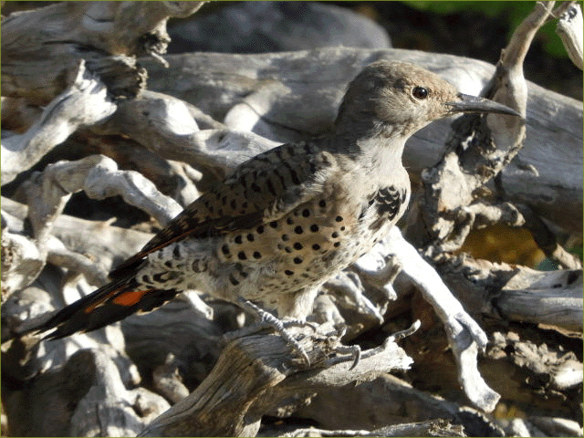 Northern Flicker