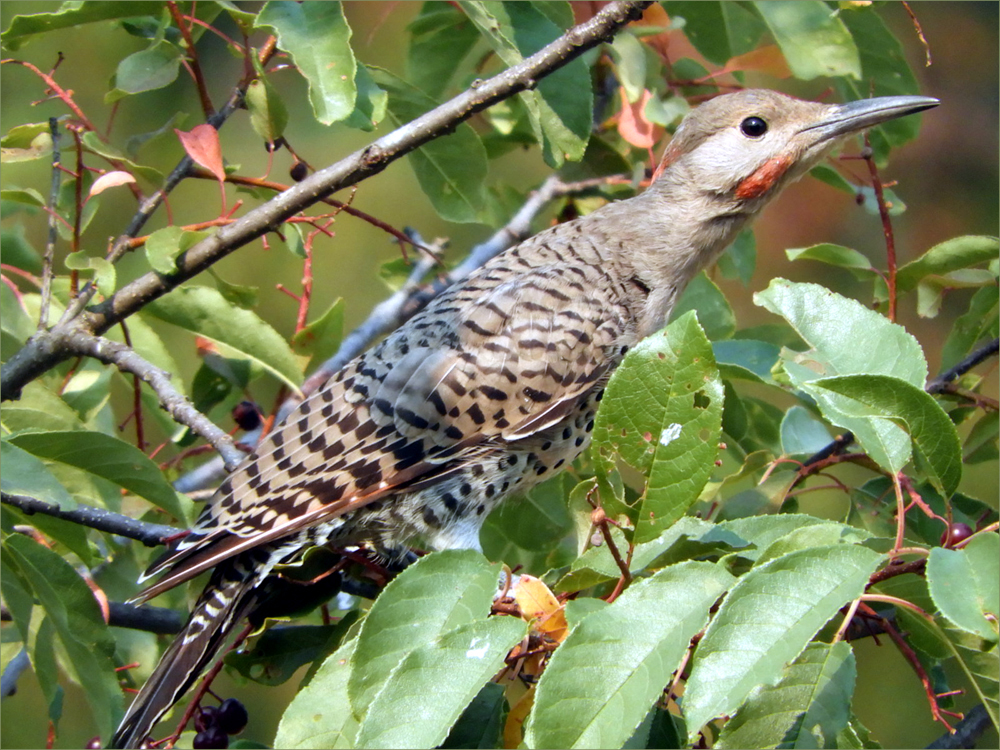 Red-shafted Flicker