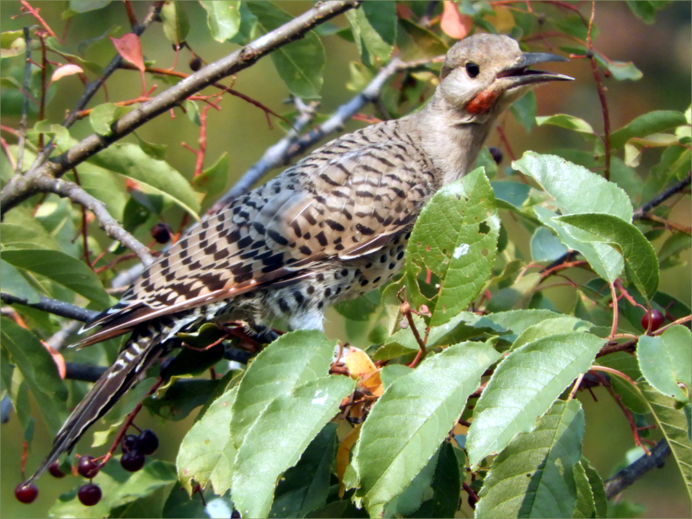 Red-shafted Flicker