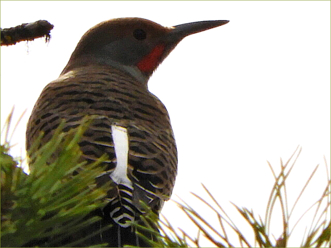 Northern Red-shafted Flicker