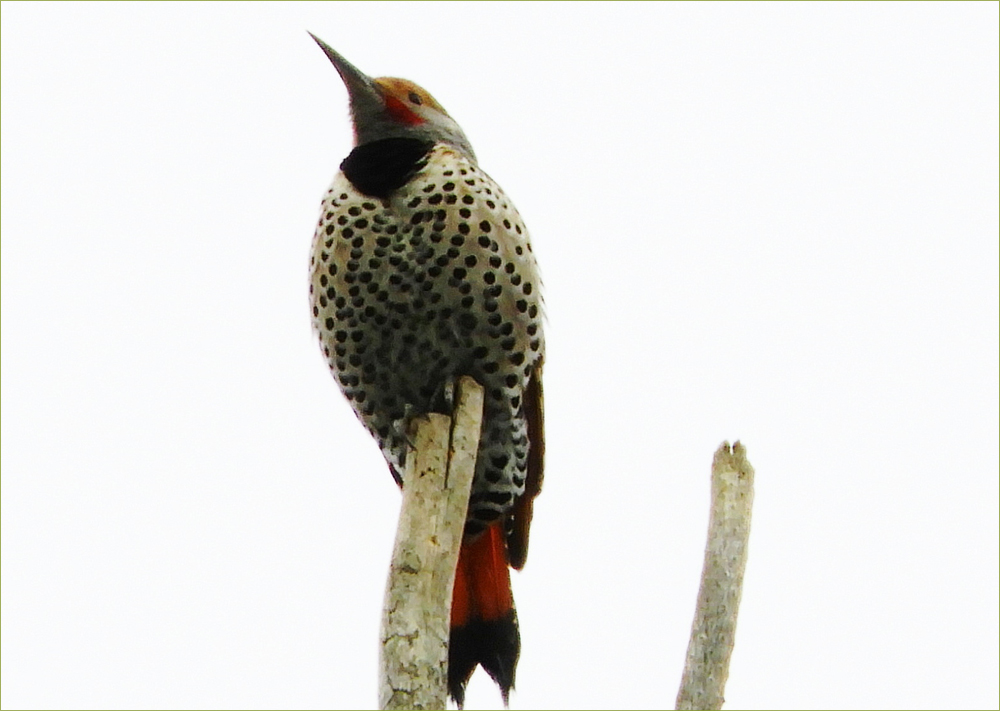 Northern Red-shafted Flicker