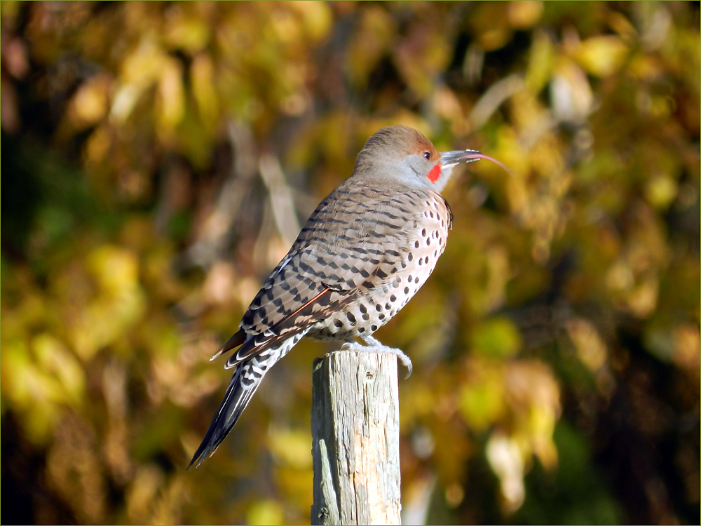 Northern Red-shafted Flicker
