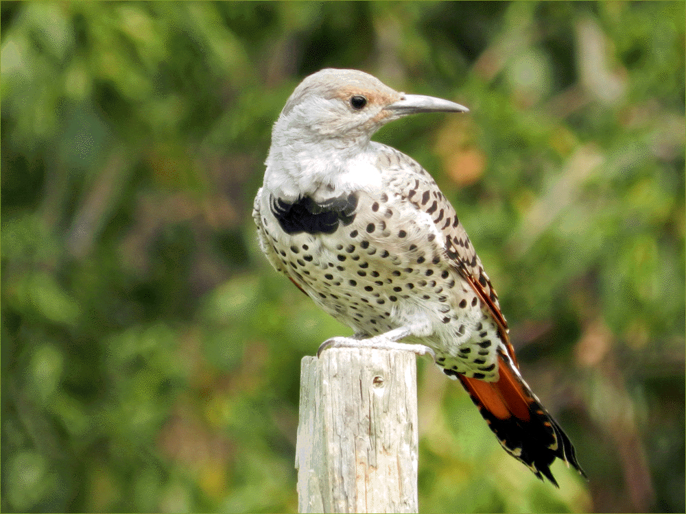 Northern Red-shafted Flicker