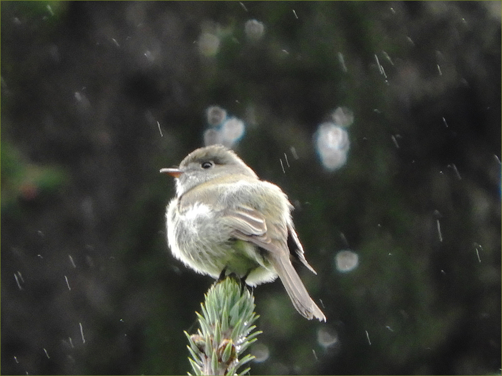 Hammond's Flycatcher