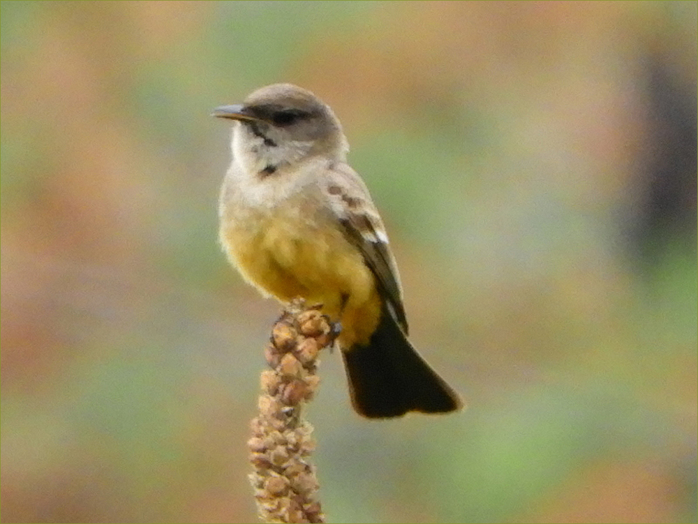 Say's Phoebe