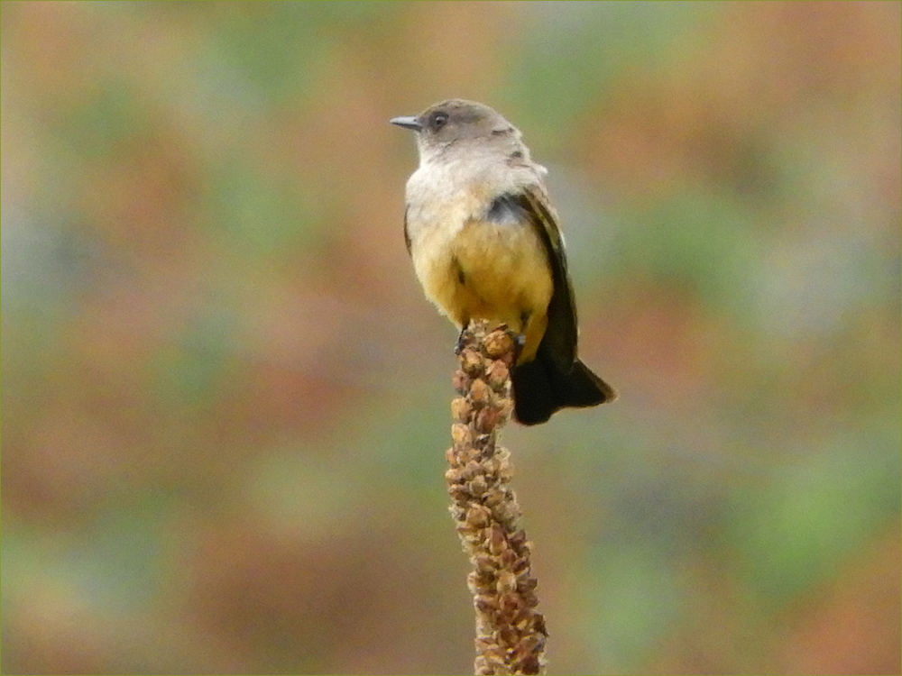 Say's Phoebe
