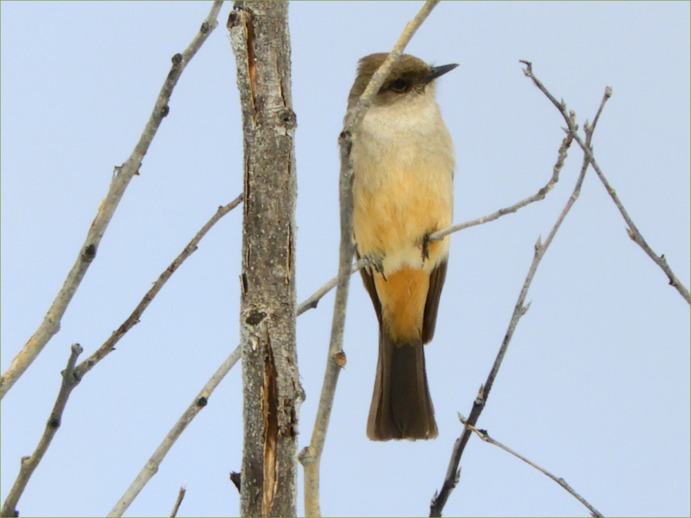 Say's Phoebe