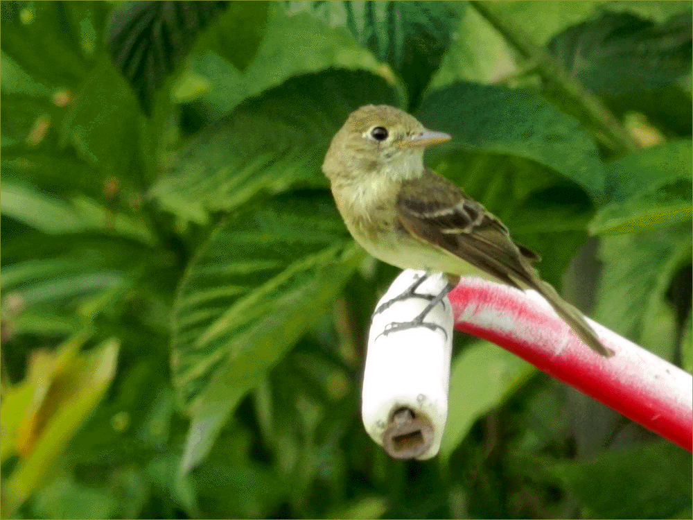 Pacific-slope Flycatcher