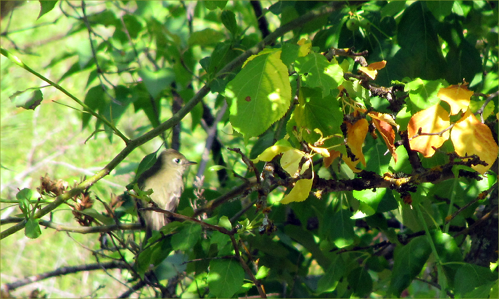 Pacific-slope Flycatcher (fledgling)