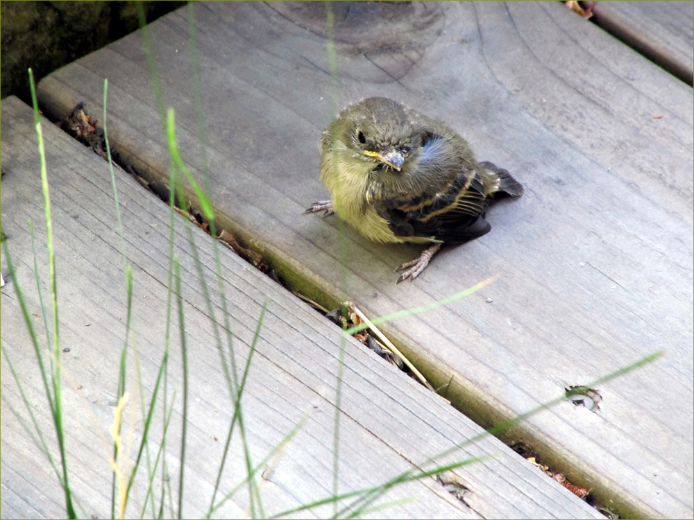 Pacific-slope Flycatcher (female)