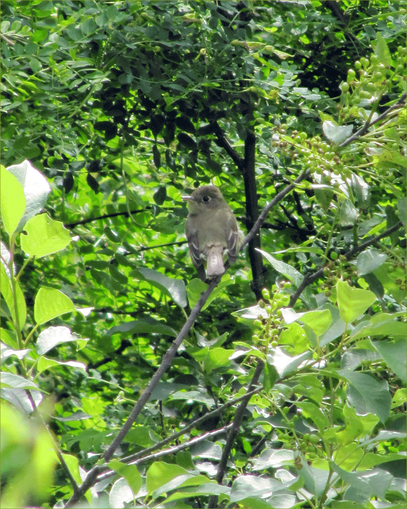 Pacific-slope Flycatcher (male)