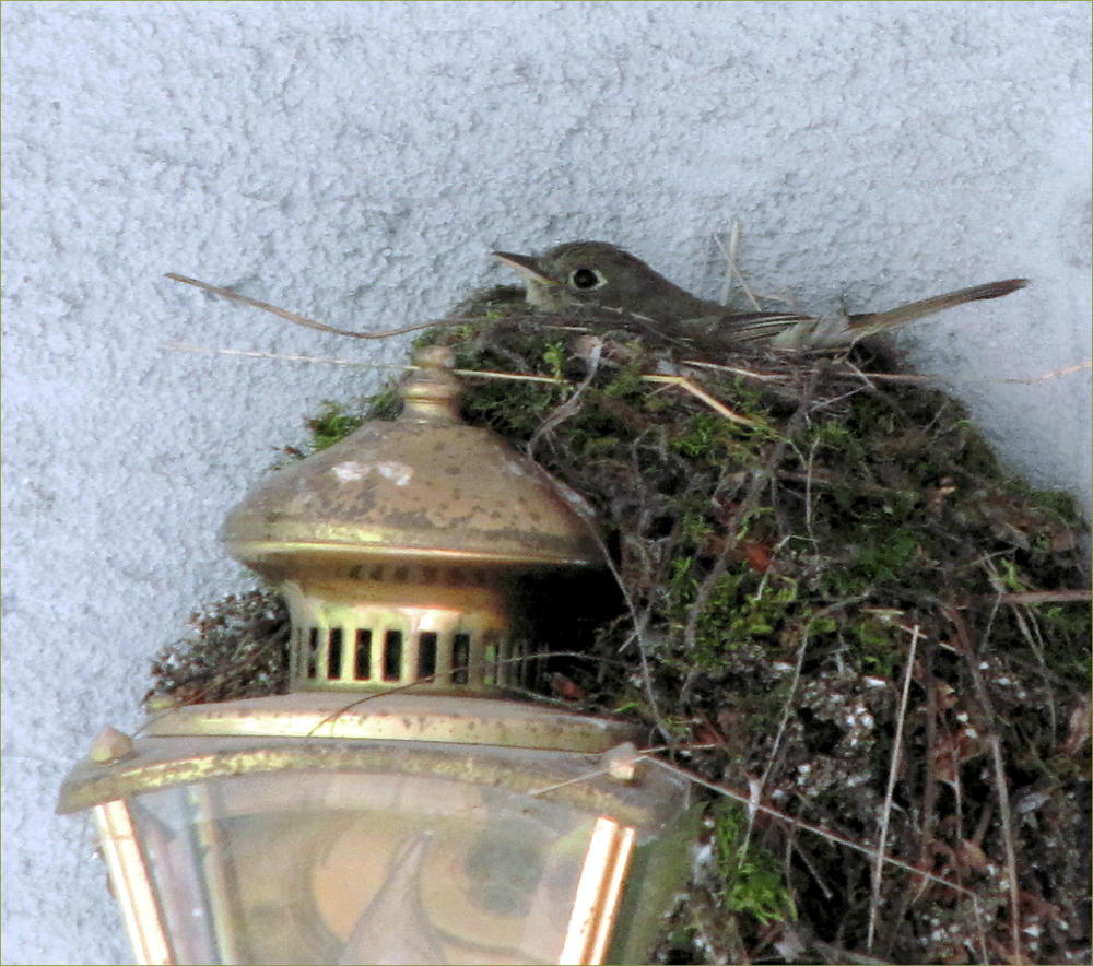 Pacific-slope Flycatcher (nesting female)