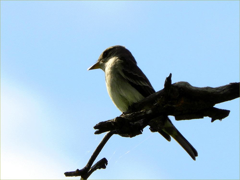 Western Wood-Peewee