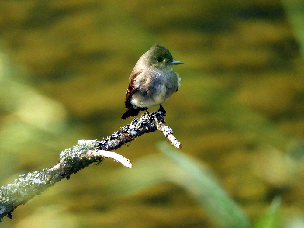 Western Wood-Pewee
