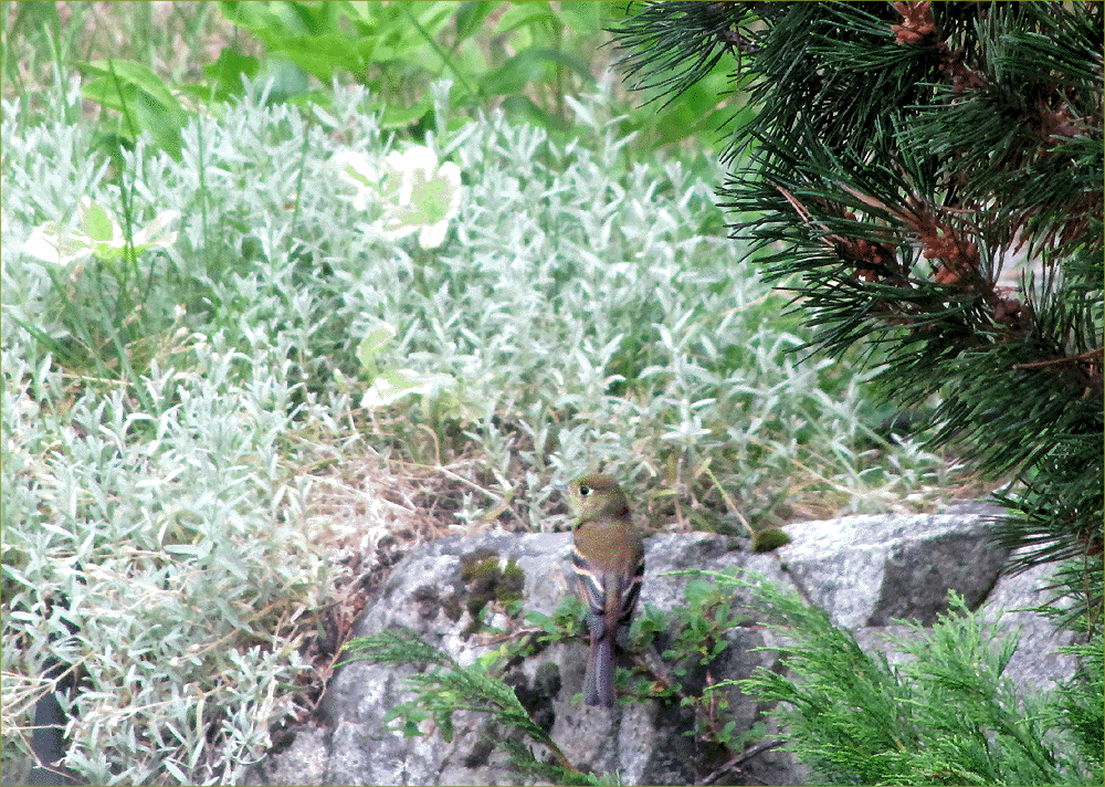 Dusky Flycatcher