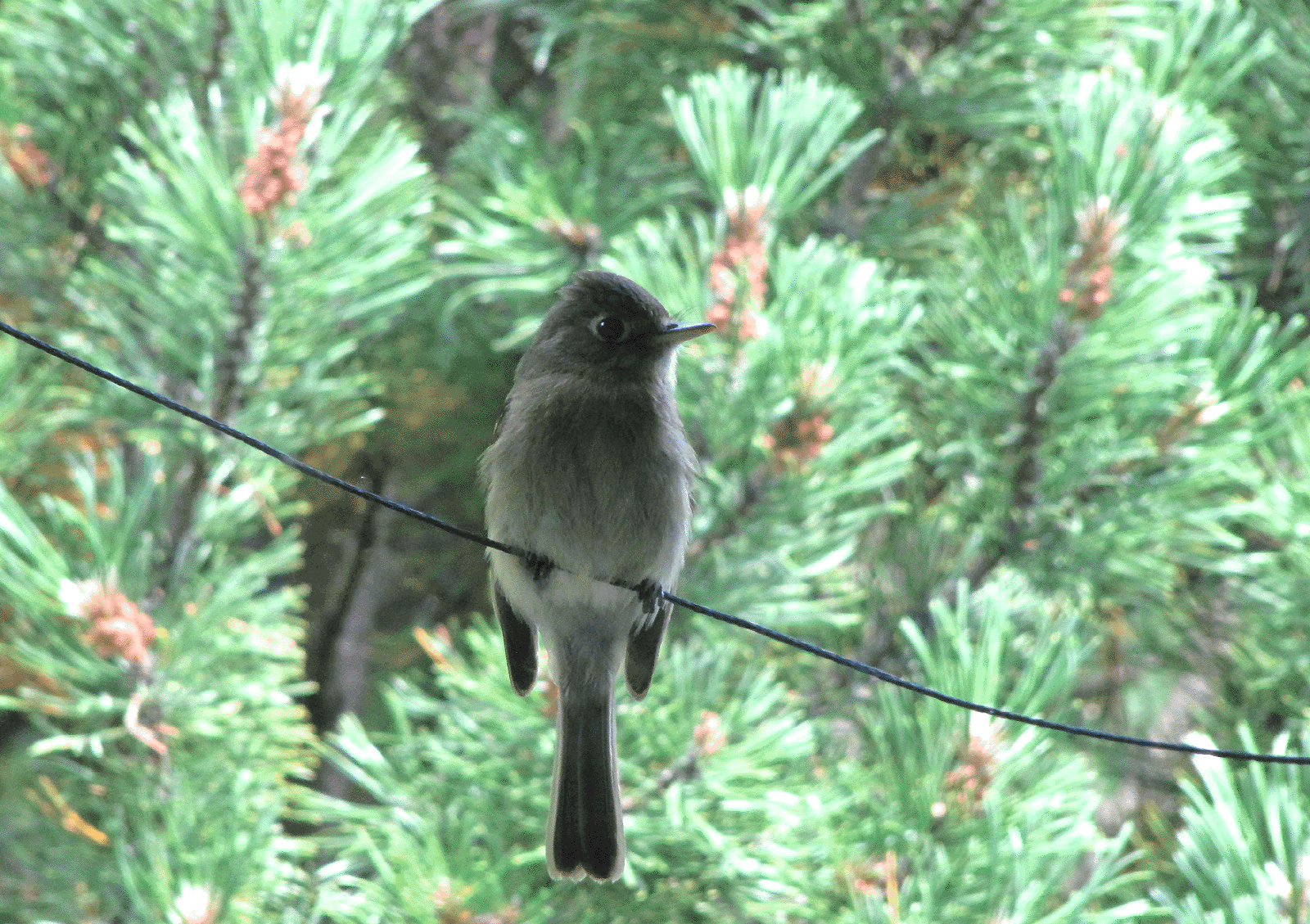 Pacific-slope Flycatcher