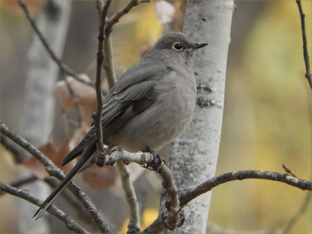 Dusky Flycatcher
