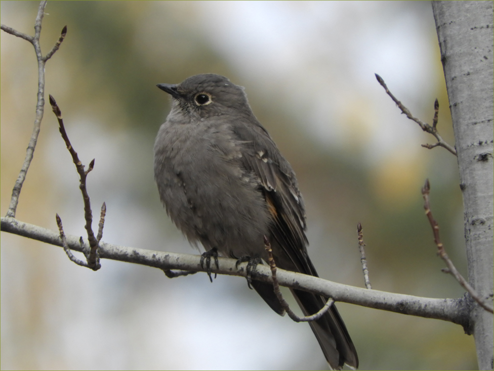 Dusky Flycatcher