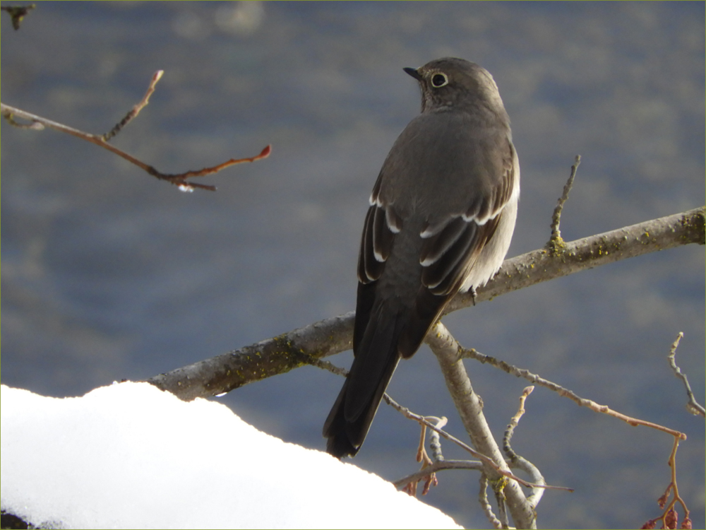 Dusky Flycatcher