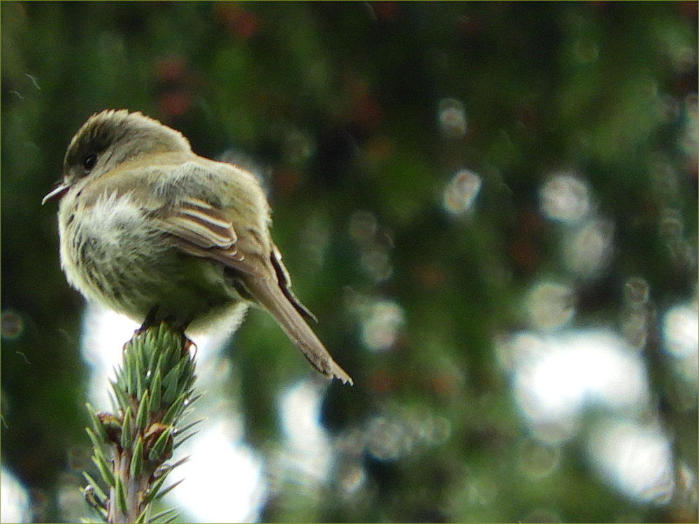 Hammond's Flycatcher