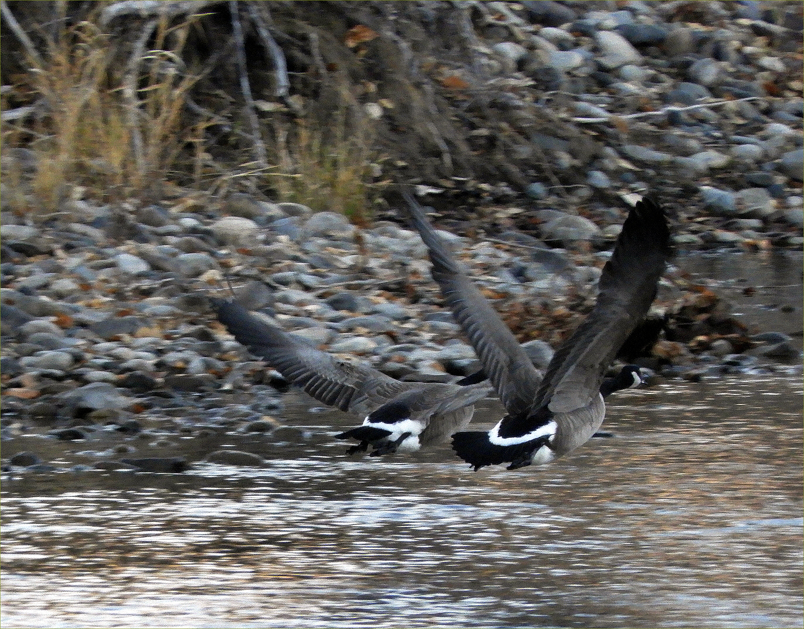 Canada Geese