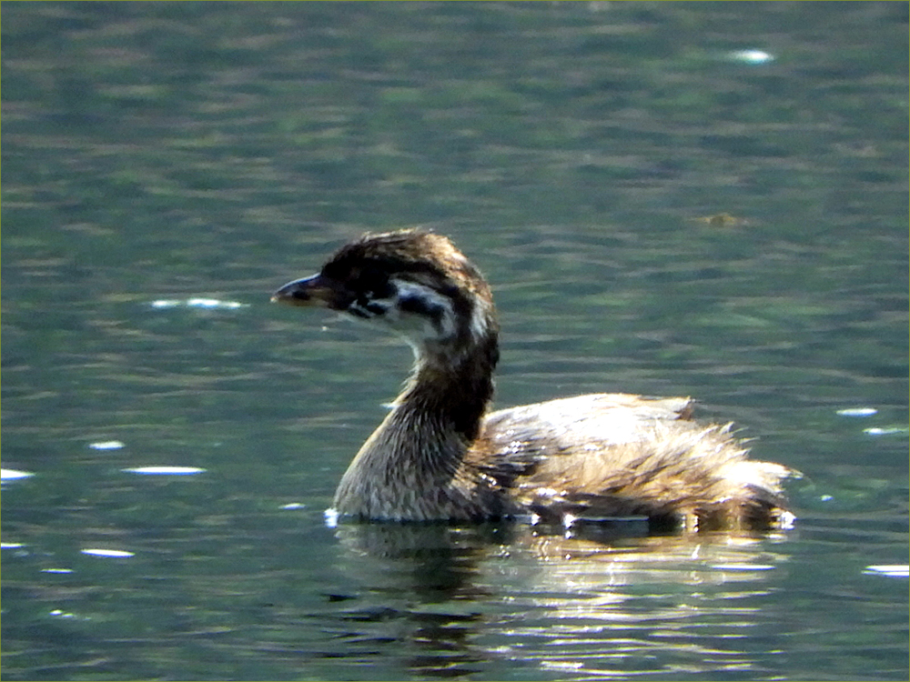 Pied-billed Grebe (juvenile)