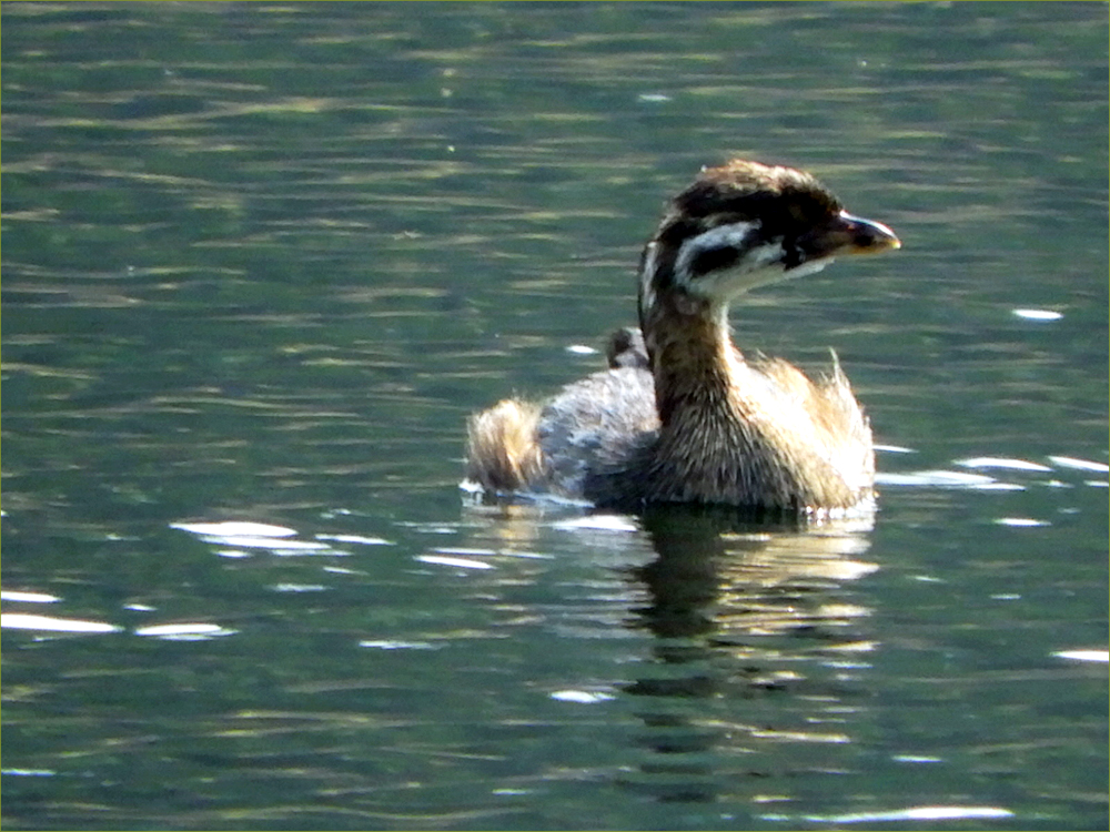 Pied-billed Grebe (juvenile)