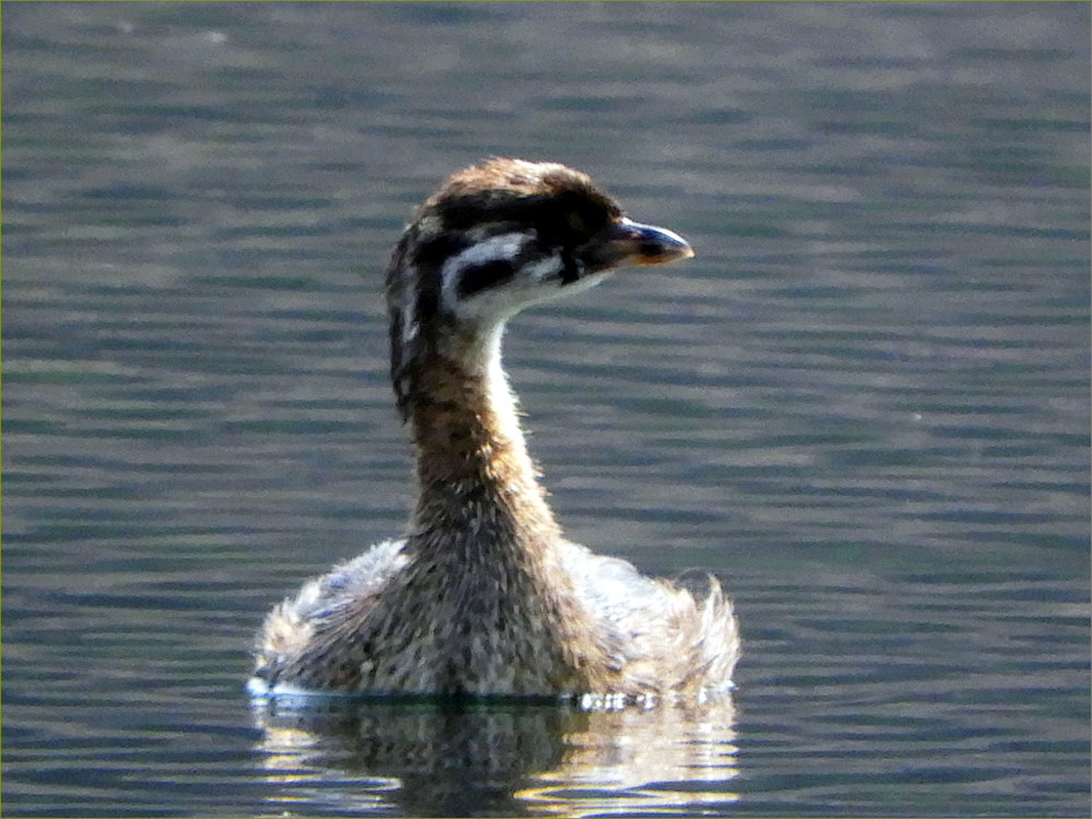 Pied-billed Grebe (juvenile)