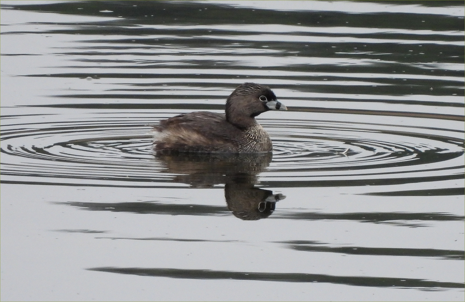 Pied-billed Grebe
